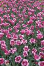 tulipes 002 * 3504 x 2336 * (4.21MB)